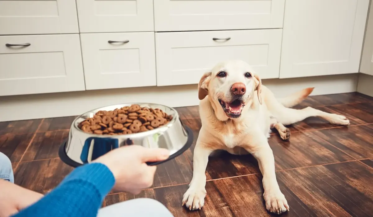 How Much Dry Food Should I Feed My Dog