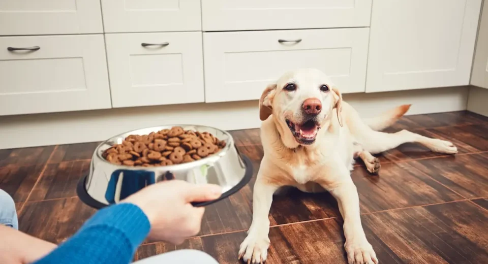 How Much Dry Food Should I Feed My Dog