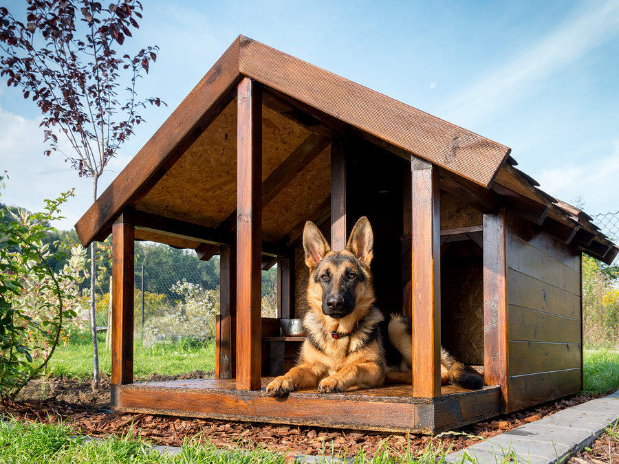 The Best Dog Enclosure Designs for Your Yard