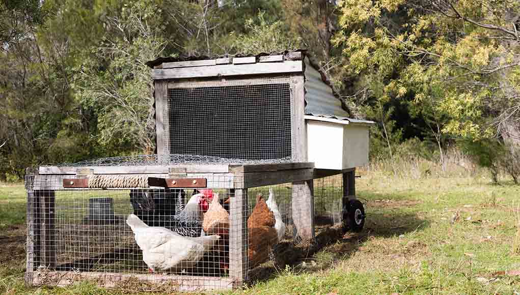 The Ultimate Guide to Building and Using a Chicken Tractor